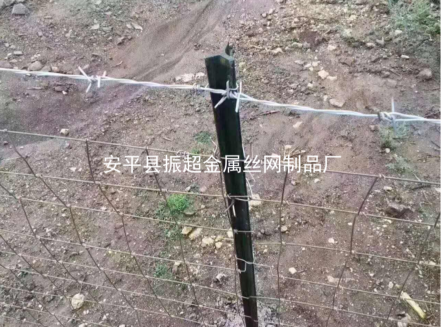 圈羊鐵絲網，圈牛鐵絲網-www.szalgfl.cn