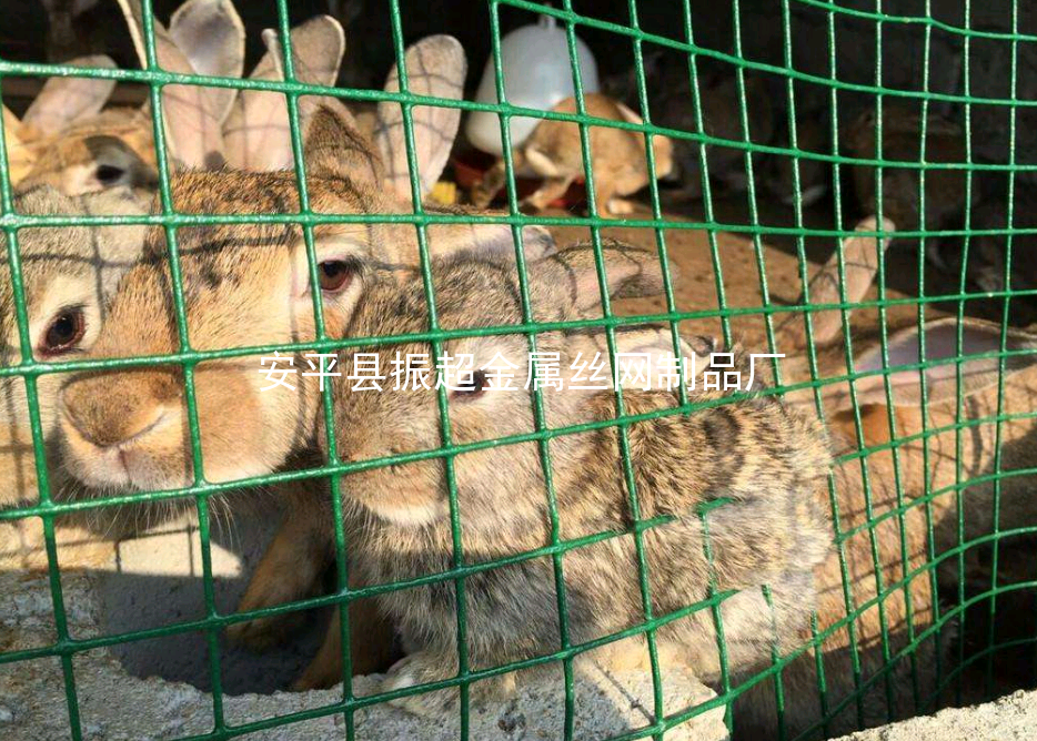 養殖鐵絲網，綠皮鐵絲網-www.szalgfl.cn