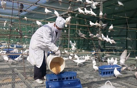 鴿子漏糞網-www.szalgfl.cn