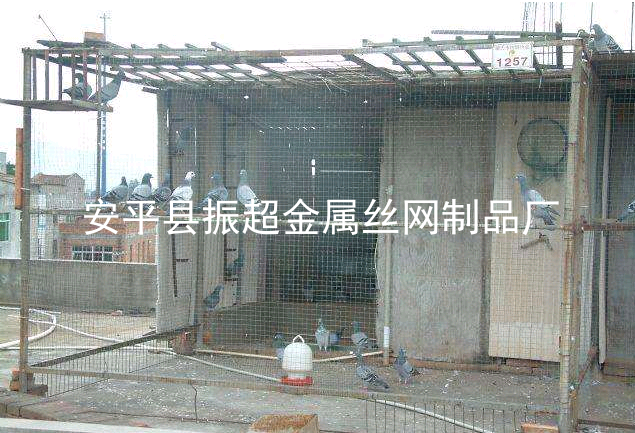 圈鴿子圍擋圍網,鴿子圍欄-www.szalgfl.cn